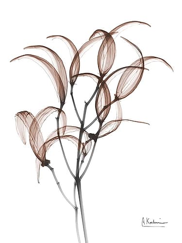 Mocha Oleander Bush 1 Art Print