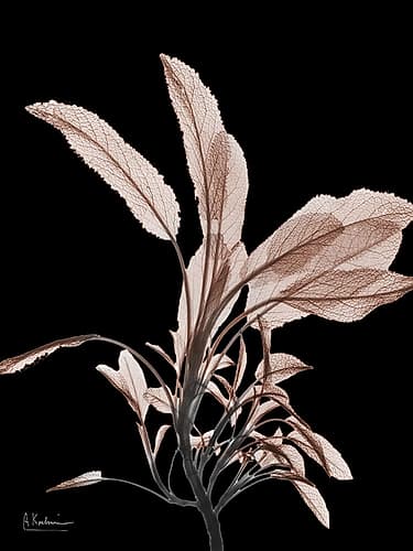 Mocha Sage 1 V2 Nature Print