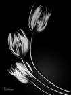 Tulips In Shadow 1 Art Print