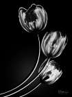 Tulips In Shadow 2 Art Print