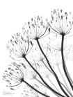 Floral Fan 1 Art Print