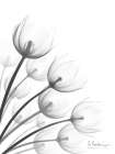 Tulip Fan 1 Art Print