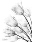 Tulip Fan 2 Art Print