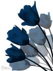 Indigo Tulip Fan 2 Art Print