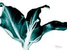 Teal Blossom 2 Art Print