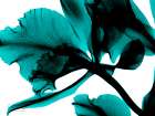 Teal Blossom 3 Art Print