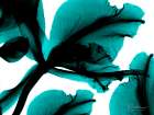 Teal Blossom 4 Art Print