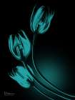 Teal Tulips In Shadow 1 Art Print