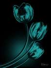 Teal Tulips In Shadow 2 Art Print