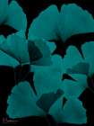 Teal Ginko Dark Bunch 1 Art Print