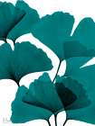 Teal Ginko Bunch 2 Art Print