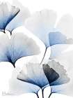 Bright Blue Ginko Bunch 2 Art Print