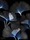 Bright Blue Ginko In Darkness 1 Art Print
