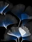 Bright Blue Ginko In Darkness 2 Art Print