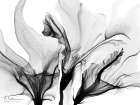 Beautiful Growth 4 Art Print