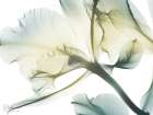 Familiar Romance 1 Art Print