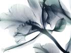 Everlasting Flower 1 Art Print