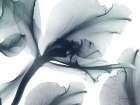 Everlasting Flower 2 Art Print