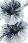 Exasperated Beauty 2 Art Print