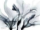 Stunning Ambition 2 Art Print