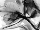 Monochrome Growth 1 Minimalist Print