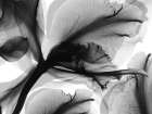 Monochrome Growth 2 Modern Print
