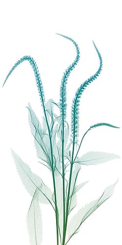 Serene Flourish 2 Nature Print