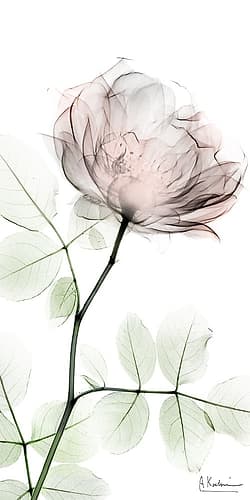 Loving Rose 1 Art Print