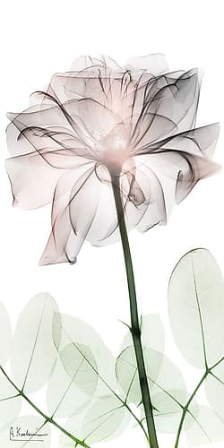 Loving Rose 2 Art Print