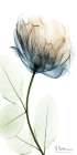 Floral Spectrum 1 Art Print