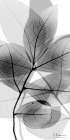Tranquil Gray Reflection 1 Modern Print
