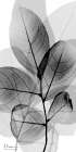 Tranquil Gray Reflection 2 Modern Print