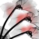 Coral Luster Cyclamen Art Print