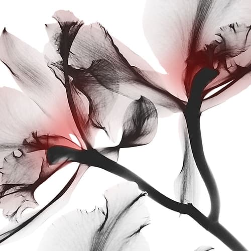 Coral Luster 1 Art Print