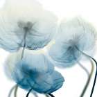 Unfocused Beauty 1 Art Print