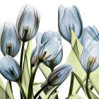Tulip Blues 1 Art Print