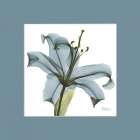 Tiger Blue Mat Botanical Print