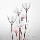 White Rain Lily 1 Art Print