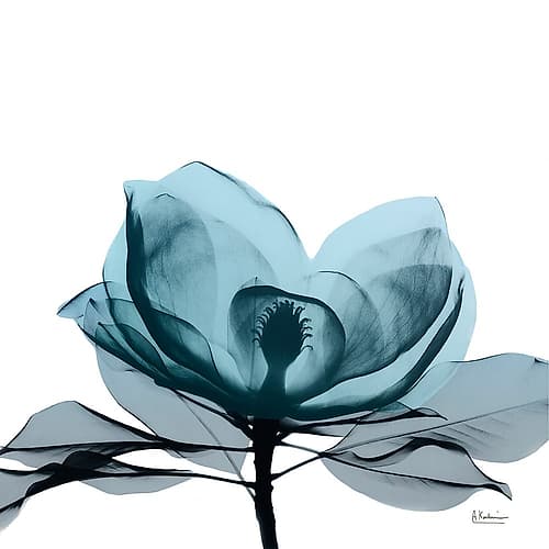 Midnight Magnolia 2 Minimalist Print