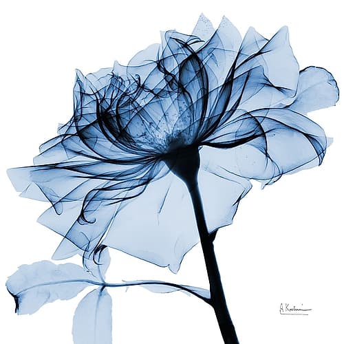 Indigo Rose 2 Art Print