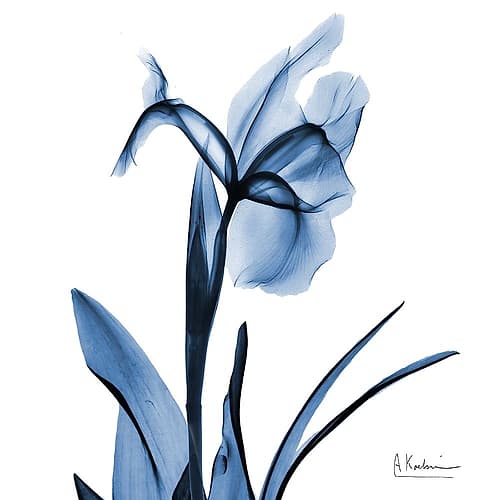 Indigo Iris Art Print