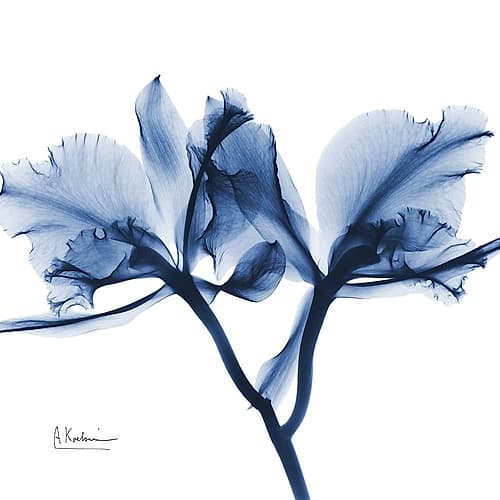 Indigo Orchid Art Print