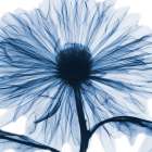 Indigo Chrysanthemum Art Print