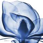 Indigo Magnolia Art Print