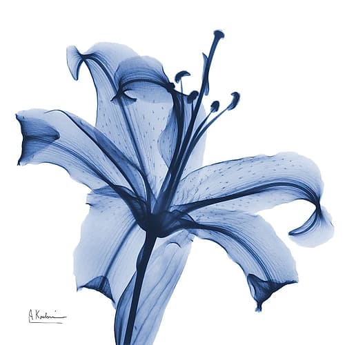 Glorious Indigo Lily Art Print