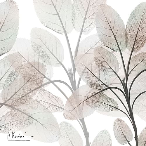 Mocha Growth 2 Nature Print