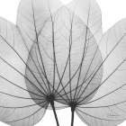 Orchid Tree BW Black & White Print