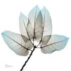 Natural Botanical Elements 1 Minimalist Print