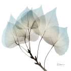Natural Botanical Elements 2 Minimalist Print