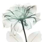 Emerald Rose 2 Art Print